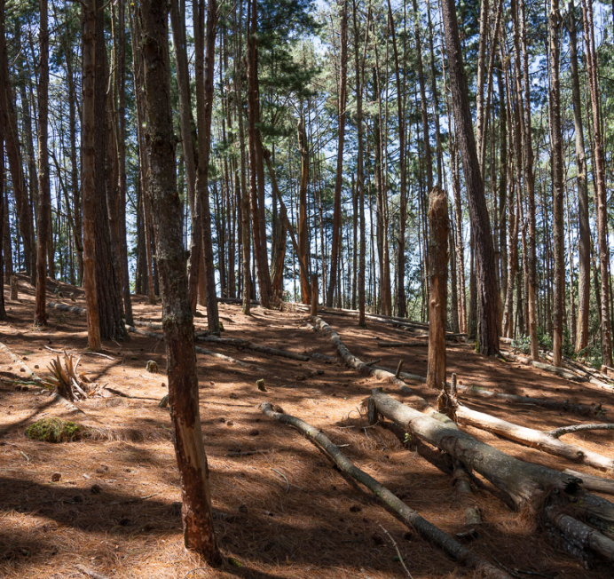 Bosque de pinos y entorno natural de Hacienda Flandes en El Retiro
